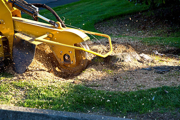 Best Sod Installation  in Sparta, NC